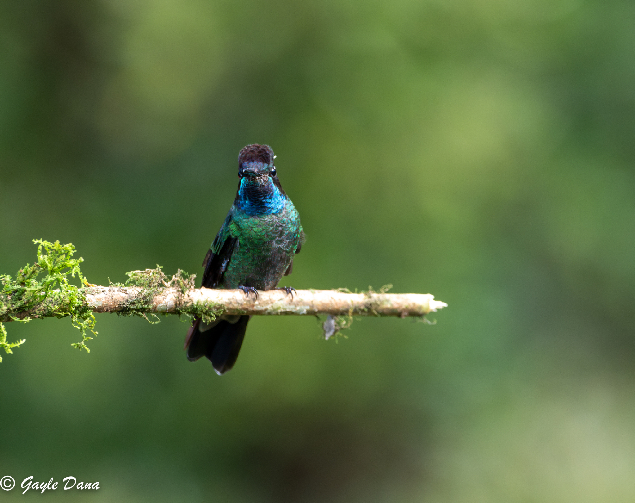 Talamanca Hummingbird